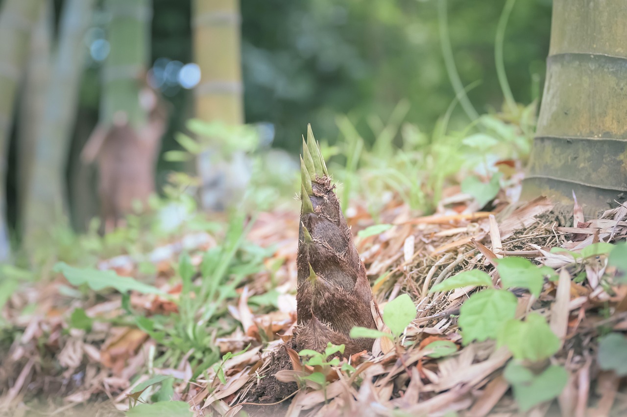 朝採れたけのこを産地直送でお届け致します
